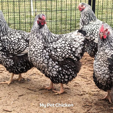 wyandotte hatching eggs|wyandotte egg production.